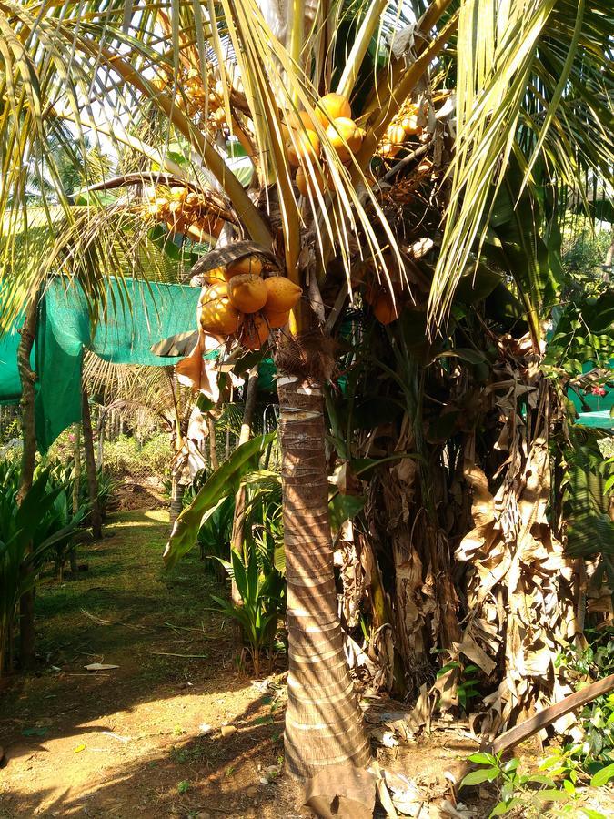 Bangli, The Finest Konkan Living Hotel Dapoli Exterior photo